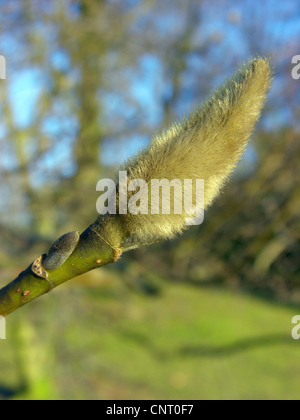 Stern-Magnolie (Magnolia Stellata), Blütenknospe im winter Stockfoto