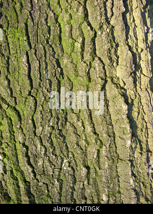 Türkei-Eiche (Quercus Cerris), Rinde Stockfoto