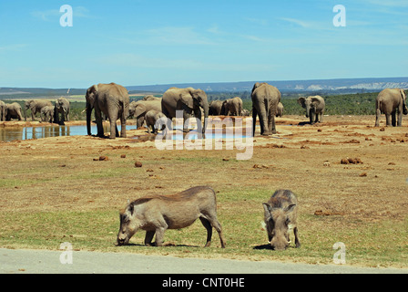 Afrikanischer Elefant (Loxodonta Africana), Herde Elefanten und Warzenschwein an einer Wasserstelle im Addo Elefant Park, Südafrika, Addo Elephant National Park Stockfoto