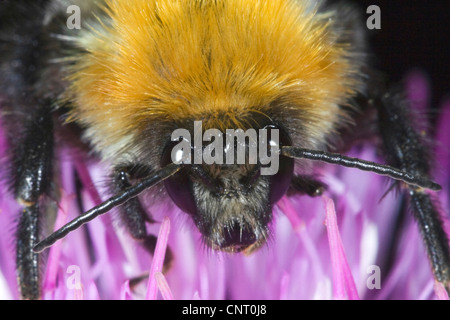 Hummeln (Bombidae, Bombinae), in einem Inflorescense, Spanien, Huesca, Aragon, Pyrenäen Stockfoto