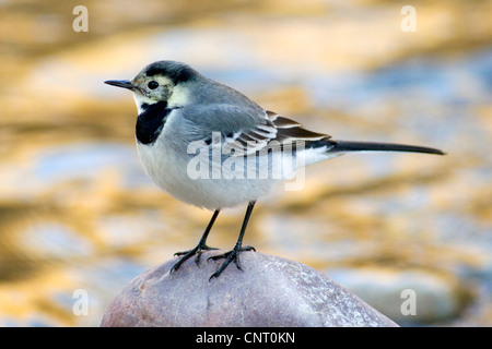 Trauerschnäpper Bachstelze (Motacilla Alba), thront auf einem Stein am Fluss Turia Fluss Naturpark Spanien Stockfoto