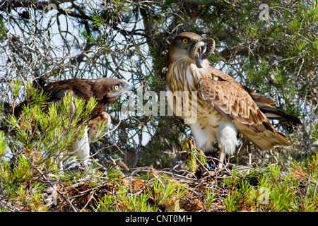 Schlangenadler (Circaetus Gallicus), Jugendlichen und Erwachsenen mit Schlange im Schnabel am Nest auf Kiefer, Spanien, Turia Fluss Naturpark Stockfoto