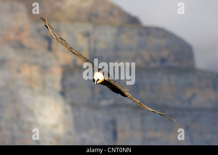 Bartgeier, Bartgeier (sollten Barbatus), Erwachsene im Flug, Spanien, Pyrenäen, Aragon, Ordesa Nationalpark Stockfoto