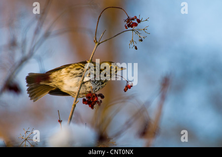 Eine Singdrossel (Turdus Philomelos) ernähren sich von Beeren im Schnee in Sevenoaks Wildlife Reserve, Kent. Dezember. Stockfoto