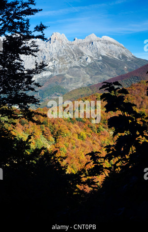 Rotbuche (Fagus Sylvatica), Picos de Europa Gebirge und Buchenwälder im Herbst, Leon, Spanien, Castilla y Leon Stockfoto