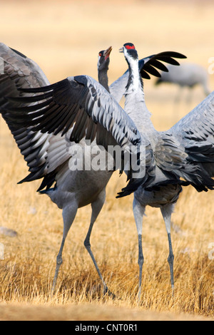 Kraniche (Grus Grus), kämpfen bei Gallocanta, Spanien, Aragon, Zaragoza Stockfoto