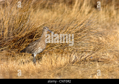 westlichen Brachvogel (Numenius Arquata), in Spanien, Aragon, Gallocanta Lebensraum Stockfoto