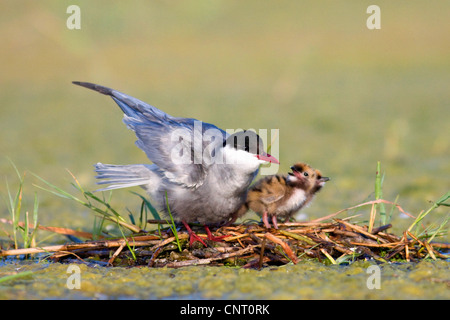 Weissbart Seeschwalbe (Chlidonias Hybrida), Erwachsene mit Küken im Nest, Spanien Stockfoto