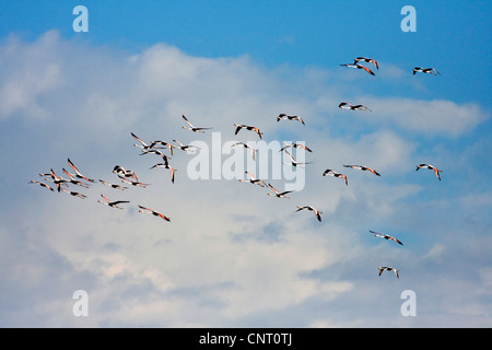 Rosaflamingo (Phoenicopterus Roseus, Phoenicopterus Ruber Roseus), Gruppe im Flug, Spanien Stockfoto