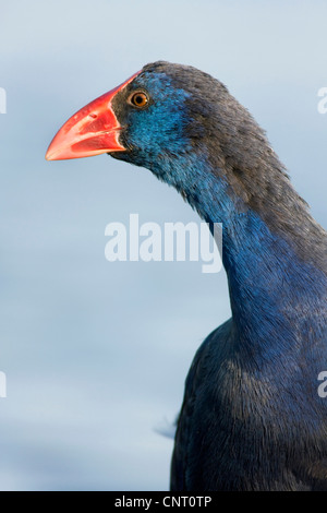 Purpurhuhn (Porphyrio Porphyrio), juvenile Porträt, Spanien Stockfoto