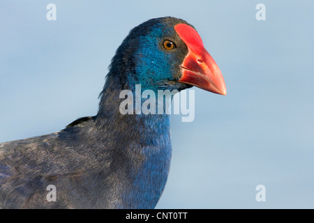 Purpurhuhn (Porphyrio Porphyrio), juvenile Porträt, Spanien Stockfoto