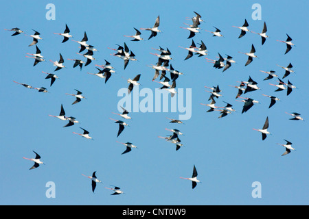 Stelzenläufer (Himantopus Himantopus), Gruppe fliegen, Spanien Stockfoto