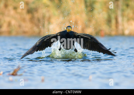 Kormoran (Phalacrocorax Carbo), Ausziehen aus Lagune, Vorderansicht, Spanien Stockfoto