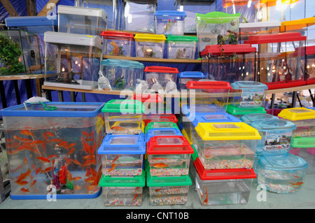 Goldfische, Karpfen (Carassius Auratus), Tiere in Terrarien und Aquarien auf einer griechischen Markt Messinien, Kalamata, Griechenland, Peloponnes Stockfoto