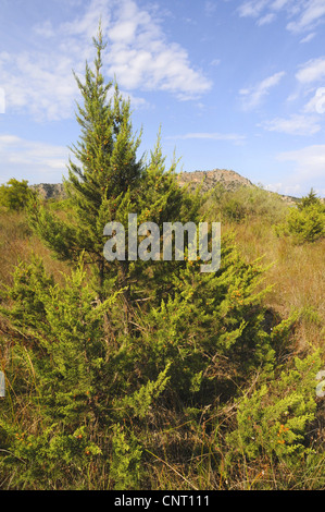 Phönizische Wacholder (Juniperus Phoenicea), Wacholder in Messinien, Peloponnes, Griechenland, Griechenland Stockfoto