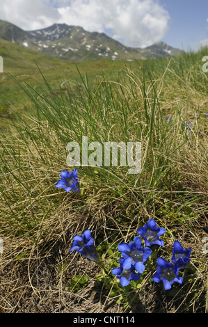 Kochs Gentain, Trompete-Enzian (Gentiana Kochiana), blühen in einer Wiese, Kantabrien, Spanien, Pyrenäen Stockfoto