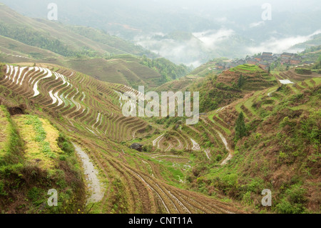 Da Zhai Dorf unter den Wolken und bewässerten Reisterrassen Stockfoto