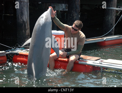 Mitglieder des Marine Mammal Company, Explosive Ordnance Mobile Abfallbehälter arbeitest du mit einen großen Tümmler gemeinsame Expeditionary Base Little Creek Fort Story 8. Juni 2010 in Little Creek, VA. Stockfoto