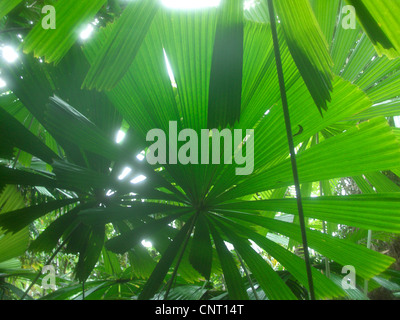 Blätter im Gegenlicht, Australien, Queensland, Cape Tribulation Stockfoto