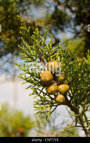 Phönizischer Wacholder (Juniperus Phoenicea), Imature Zapfen, Griechenland, Peloponnes, Messinien Stockfoto