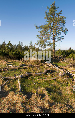 Moor im Schwarzwald, Deutschland, Schwarzwald Stockfoto