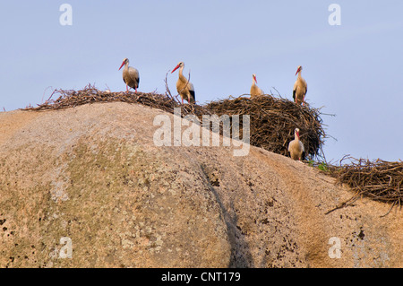 Weißstorch (Ciconia Ciconia), auf Felsen, Spanien, Extremadura, Laguna del Lavadero, Los Barruecos, Malpartida de Cáceres Stockfoto