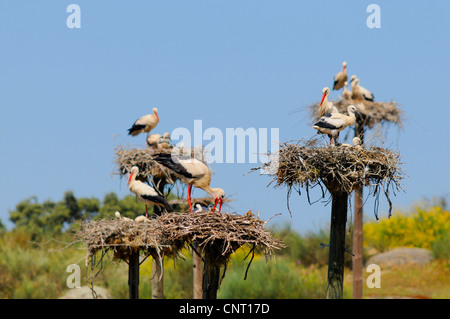 Weißstorch (Ciconia Ciconia), Nester auf Nisthilfen, Los Barruecos, Malpartida de Cáceres, Laguna del Lavadero, Extremadura, Spanien Stockfoto