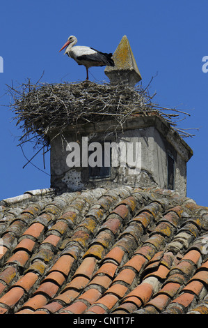 Weißstorch (Ciconia Ciconia), am Kirchturm, Spanien, Extremadura, Malpartida de Cáceres Stockfoto