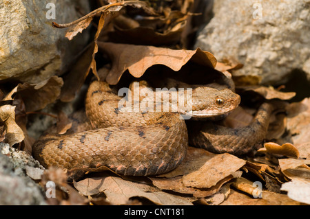 ASP Viper Aspik Viper (Vipera Aspis), juvenile im Herbst Blätter, Schweiz, Jura, Bielersee Stockfoto