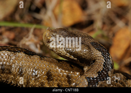 junge Lataste Viper, Spanien, Burgos, Malformes Auge, stupsnasige Viper, Latastes Viper (Vipera Latastei) Stockfoto