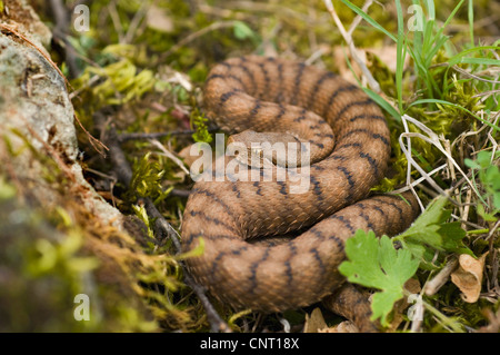 ASP Viper, Aspik Viper (Vipera Aspis), im Lebensraum, der Schweiz, Jura, Neuenburger See Stockfoto