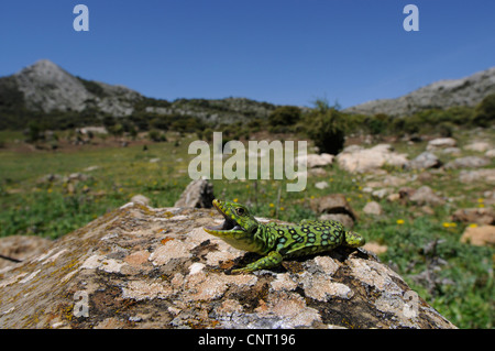 ocellated Eidechse, ocellated grüne Eidechse, blauäugige Eidechse, jeweled Eidechse (Timon Lepidus, Lacerta Lepida), bedrohliche Juvenile, Spanien, Puerto de Los Alazoras Stockfoto