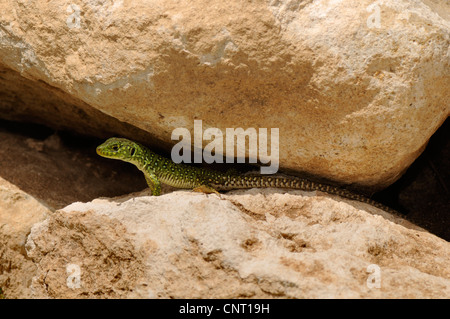 ocellated Eidechse, ocellated grüne Eidechse, blauäugige Eidechse, jeweled Eidechse (Timon Lepidus, Lacerta Lepida), Juvenile zwischen Steinen eine Mauer, Spanien, Andalusien, Naturpark El Torcal Stockfoto