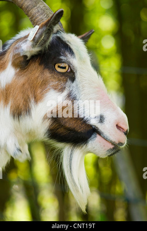 Hausziege (Capra Hircus, Capra Aegagrus F. Hircus), Porträt von einer Ziege Bock, Deutschland Stockfoto