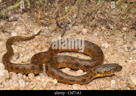 viperine Schlange, viperine Ringelnatter (Natrix Maura), Wicklung, Spanien, Extremadura, Caseres Stockfoto