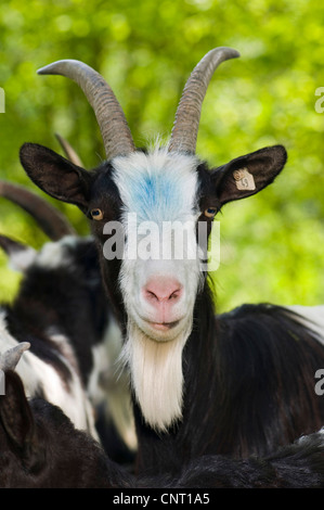 Hausziege (Capra Hircus, Capra Aegagrus F. Hircus), Portrait eines Dollars, Deutschland Stockfoto