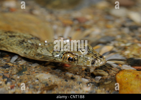 Würfel-Schlange (Natrix Tessellata), im Wasser, Porträt, Griechenland, Creta, Kournas See Stockfoto