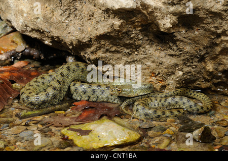 Würfel-Schlange (Natrix Tessellata), in das Wasser eines Baches, Reptil des Jahres 2009, Griechenland, Creta, Kournas See Stockfoto