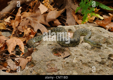 Würfel-Schlange (Natrix Tessellata), auf einem Stein, Griechenland, Creta, Kournas See Stockfoto