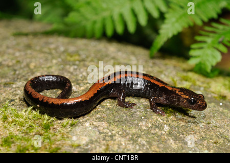 Gold-gestreiften Salamander (Chioglossa Lusitanica), auf moosigen Stein, Spanien, Galicien, Naturpark Monte Aloia Stockfoto