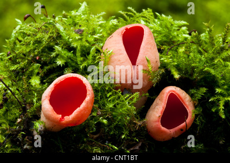 Scharlachrote Elfcup Pilze (Sarcoscypha Austriaca) wächst aus Moos bedeckt Totholz in Sevenoaks Wildlife Reserve, Kent. Februar. Stockfoto