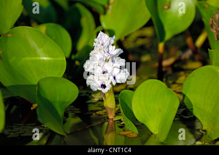 Waterhyacinth, gemeinsame Wasserhyazinthe (Eichhornia Crassipes), Blütenstand und Blätter, Brasilien, Pantanal Stockfoto