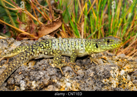 ocellated Eidechse, ocellated grüne Eidechse, blauäugige Eidechse, jeweled Eidechse (Timon Lepidus, Lacerta Lepida), Juvenile, Spanien, Katalonia Stockfoto