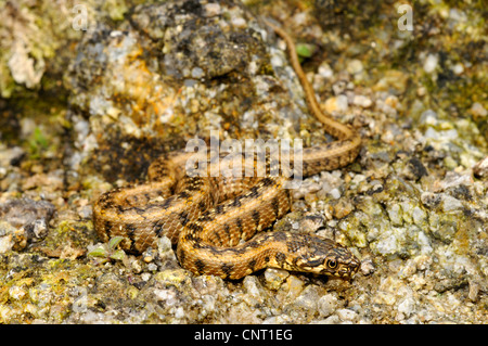 viperine Schlange, viperine Ringelnatter (Natrix Maura), Juvenile, Spanien, Katalonia Stockfoto