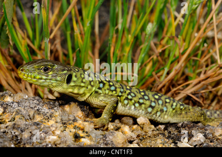 ocellated Eidechse, ocellated grüne Eidechse, blauäugige Eidechse, jeweled Eidechse (Timon Lepidus, Lacerta Lepida), Juvenile, Spanien, Katalonia Stockfoto