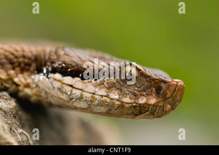 ASP Viper, Aspik Viper (Vipera Aspis), Portrait, Schweiz, Schweizer Jura Stockfoto