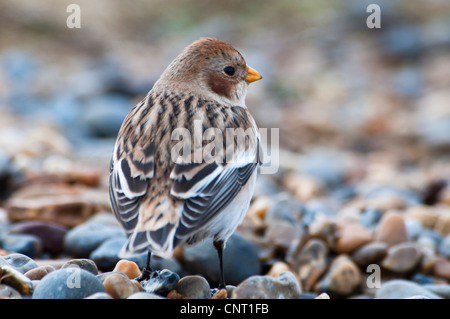 Eines erwachsenen männlichen Snow Bunting (Plectrophenax Nivalis) stehend auf einem Kiesstrand am Salthouse, Norfolk. Februar. Stockfoto