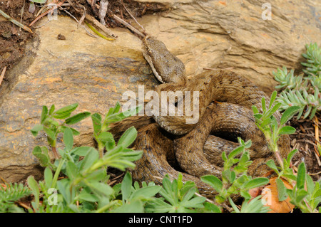 ASP Viper, Aspik Viper (Vipera Aspis), legt auf einem Stein, Schweiz, Schweizer Jura Stockfoto