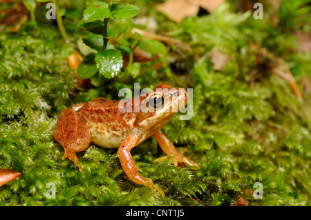 Iberische Frosch, spanische Frosch (Rana Iberica), Juvenile auf Moos, Portugal, Nationalpark Peneda Geres Stockfoto