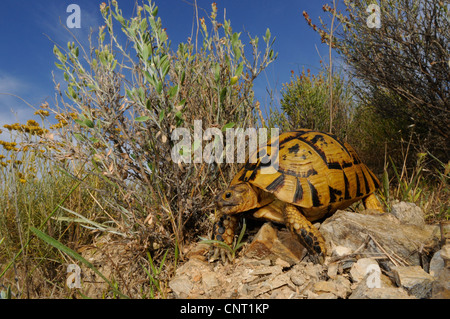 Sporn-thighed Tortoise, mediterrane Sporn-thighed Tortoise, gemeinsame Schildkröte, Griechische Schildkröte (Testudo Graeca), im Biotop, Spanien, Murcia Stockfoto